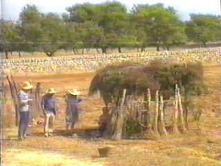 CAMPO (91)  LABRANZA